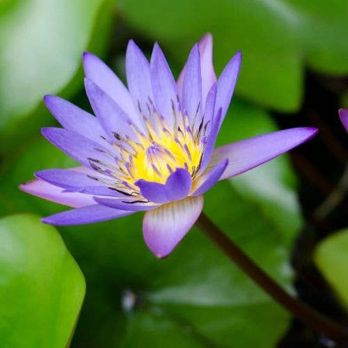 Blue Lily Healing Purple Water Lily Flower with Yellow Center Surrounded by Green Leaves