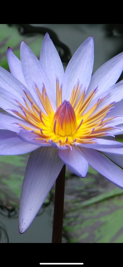 Close-up of a purple Blue Lotus flower highlighting the vibrant colors of Blue Lotus Intention Oil