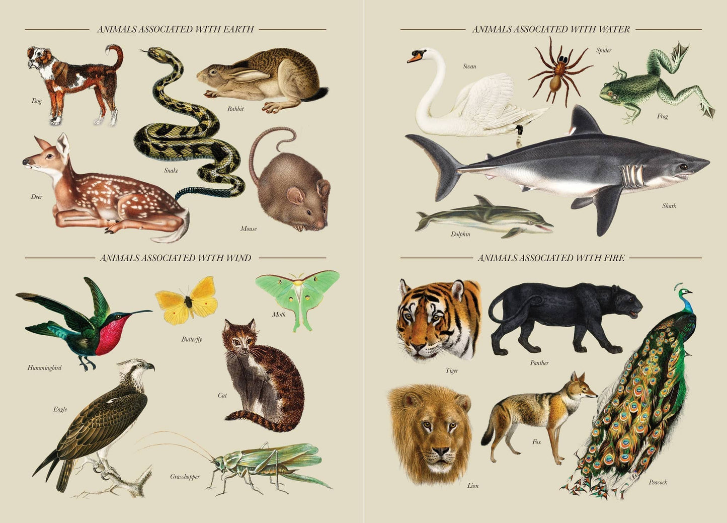 Illustration from Practical Guide to Magic in Nature by Jessica Lahoud showing animals associated with earth, water, wind, and fire