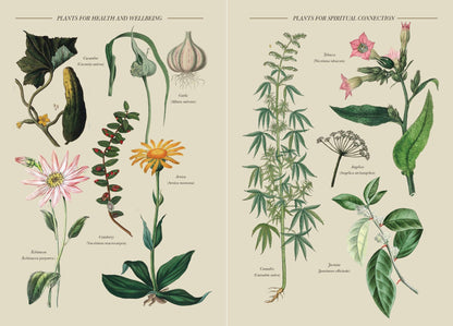 Illustration of various plants showcasing their uses in the Practical Guide to Magic in Nature - Jessica Lahoud